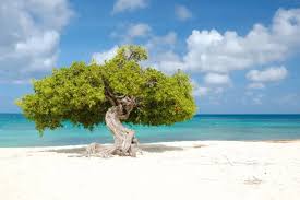 Trend Google: aruba