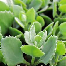 Kalanchoe Millotii Mountain Crest Gardens House Plants Plants Cacti And Succulents