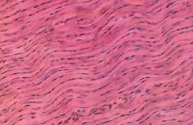 Connective tissue includes several types of fibrous tissue that vary only in their density and cellularity, as well as the more specialized and recognizable variants, such as bone. Dense Regular Connective Tissue Tendon