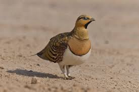 Image result for Alectra dunensis