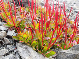 Image result for Epilobium salignum