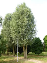 Image result for Salix