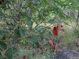 Image result for Sphedamnocarpus pruriens