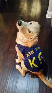 Diy Air Bud Dog Costume Pet Costumes Dog Costume Golden Retriever Halloween Costume