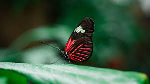 Encountering a green butterfly also represents growth and flourishing development, whether that means a flourishing relationship, business or personal hobby. Red Black Butterfly Is Sitting On Green Leaf In Blur Green Background 4k Butterfly Hd Desktop Wallpaper Widescreen High Definition Fullscreen