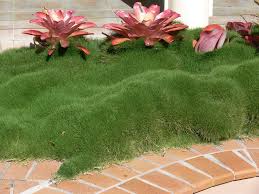 When those elements align with zoysia's. Korea Grass Zoysia Amber Leaf Landscaping Sunshine Coast Landscaping Garden Design