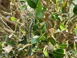 Image result for caterpillar box tree moth inside buxus plant