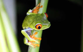 Come check out critter squad's green tree frog fact sheet, and learn all about these wonderful amphibians! Interesting Red Eyed Tree Frog Facts