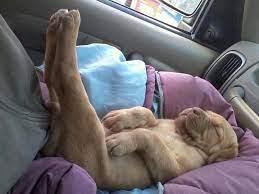 Do Not Disturb Dog Sleeping In The Car Cute Animals Sleeping Puppies Sleeping Dogs