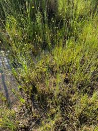 Image result for Xyris parvula