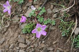 Image result for Geranium aculeolatum