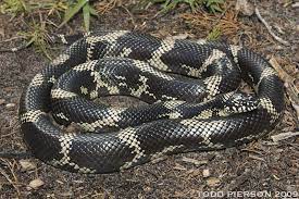 North Carolina Archives What Snake Is That Brown Water Snake Pine Snake Rat Snake