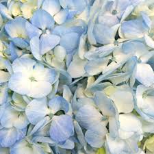 Hydrangea is a blooming circular flower that fills out any bouquet. Hydrangea Blue And White Express Delivery Diy Wedding Flowers Fiftyflowers