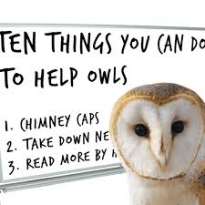 However the united states does not allow private individuals to keep native owls as pets. 10 Things You Can Do To Help Owls Hungry Owl Project