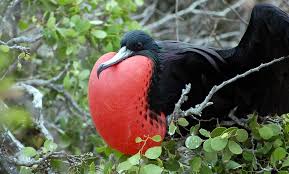 Funny animal pictures, dogs, cats, horses, birds 10 Weird Animals And Where To See Them