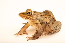 Image result for Leptochloa obtusiflora