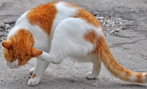 Do not handle this product if you know you are sensitised or if you have been advised not to work with. Antibiotics Allergy In Cats Symptoms Causes Diagnosis Treatment Recovery Management Cost
