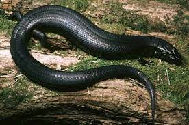 She Oak Skink Lizard Reptiles And Amphibians Lizard Species Reptile Snakes