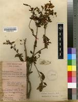 Image result for Mostuea brunonis