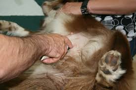 Look for lameness or limping. Mast Cell Tumors In Dogs The Complete Dog Owners Guide