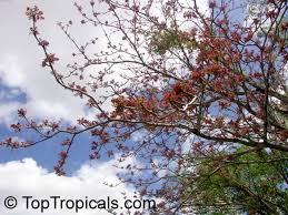 Image result for Sterculia appendiculata
