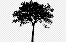 Browse our japanese maple tree silhouette images, graphics, and designs from +79.322 free vectors graphics. Tree Silhouette Trees Silhouette Maple Leaf Branch Png Pngwing