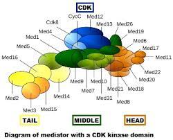 When a married couple is considering getting divorced, they sometimes hire a mediator to help them come to an agreement. Mediator Coactivator Wikipedia