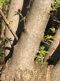 Image result for Kirkia