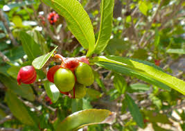 Image result for Ochna natalitia