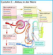 Cystatin C Blutwert Cysc Vermindert Zu Niedrig