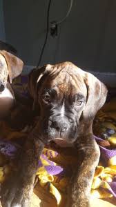 Thank you for considering adopting a rescued boxer! Litter Of 4 Boxer Puppies For Sale In Sun Prairie Wi Adn 36857 On Puppyfinder Com Gender Male S And F Boxer Puppies For Sale Boxer Puppies Puppies For Sale