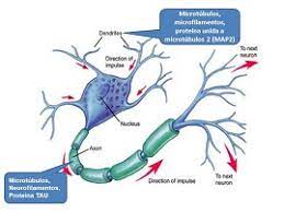 En la ela, las células nerviosas (neuronas) motoras se desgastan o mueren y ya no pueden enviar mensajes a los músculos. Causas De La Esclerosis Lateral Amiotrofica Causas Consecuencias