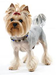 robot check yorkie haircuts yorkshire terrier grooming yorkie dogs