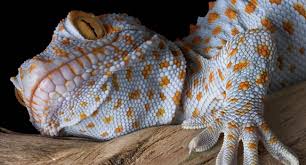 The Fabulous Tokay Gecko Reptile Centre