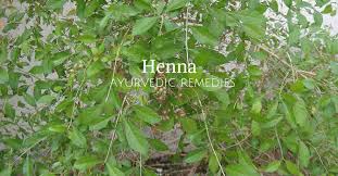 Medicinal Use Of Henna Leaves Mehendi Bimbima