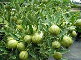 Considered better quality, with a much greater proportion of juicy flesh and a thinner peel. Pin On Baume Trees