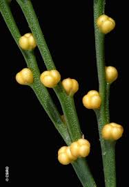 Image result for Psilotrichum