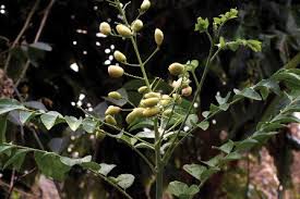 Image result for Cissus nigropilosa