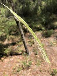 Image result for Ctenium