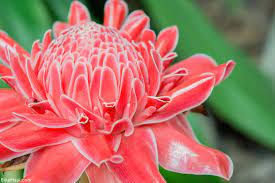 Hawaii Ginger Maui Plant Of The Month Awapuhi Kuahiwi