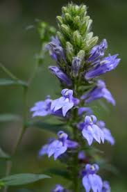 Image result for Lobelia pteropoda