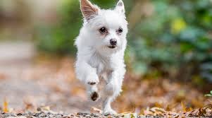See full list on spendonpet.com Chihuahua Yorkie Mix Chorkie Breed Information Puppy Costs More