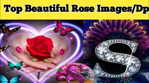 Flower delivery in faridabad from dp saini florist. Flowers Profile Picture Wallpapers Images Flowers Rose Profile Picture Dp Pictures Photos Whatsapp Youtube