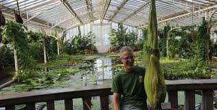 Botanischer Garten Macht Langer Auf Schon Die Zweite Titanenwurz