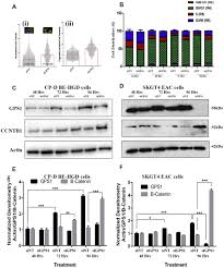 Our privacy policy has been updated, if you agree to our policy, please continue to our site. High Content Imaging Of Barrett S Associated High Grade Dysplasia Cells After Sirna Library Screening Reveals Acid Responsive Regulators Of Cellular Transitions Cellular And Molecular Gastroenterology And Hepatology