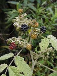 Image result for Rubus apetalus