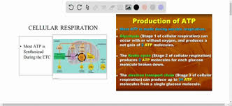 The entrancing movements are and incredible way to draw in your attention. Solved Cellular Respiration Banks Energy In Atp M