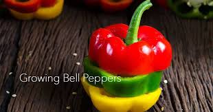 Here you may to know how to preserve green peppers. Tips On Growing Bell Peppers For Gardening Beginners