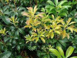 Image result for Pieris japonský bonfire obrázek