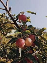 Pflücken sie die äpfel einzeln vom baum und seien sie dabei besonders vorsichtig, damit keine druckstellen entstehen. Obst Selbst Pflucken In Bielefeld Apfel Birnen Trauben Und Mehr
